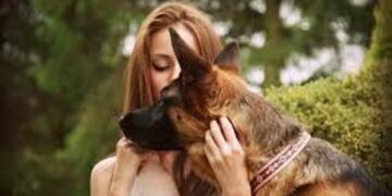 Un perro viajó más de 400 kilómetros para reencontrarse con su dueña