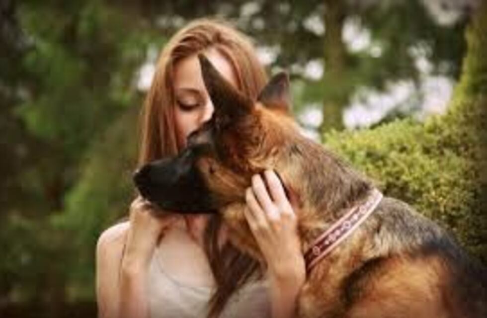 Un perro viajó más de 400 kilómetros para reencontrarse con su dueña