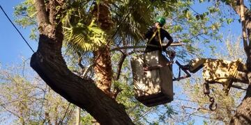 La comuna de Capital realiza las tareas habituales para esta época en el arbolado de calles y paseos\u002E