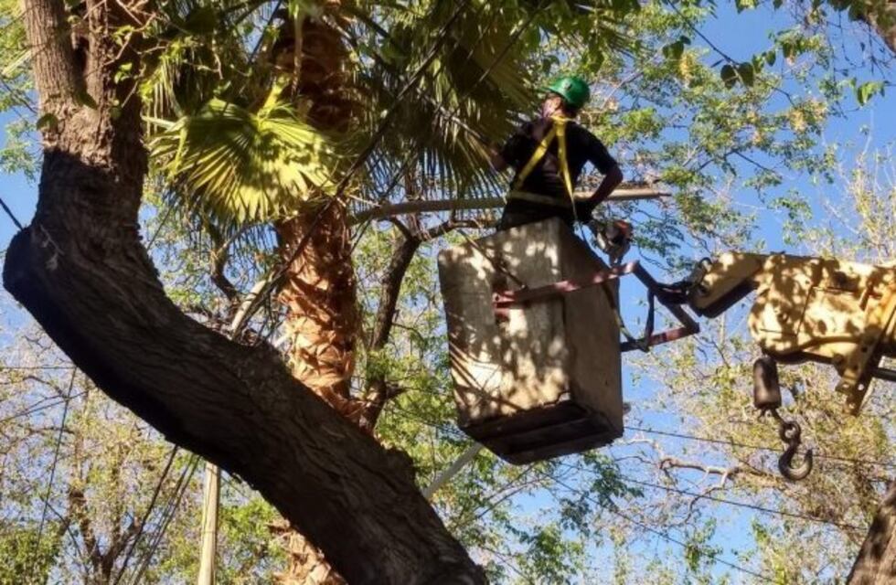 Realizan trabajos en el arbolado y paseos de Ciudad
