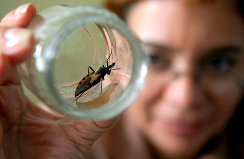 Jornada de concientización sobre Chagas en Punta Alta