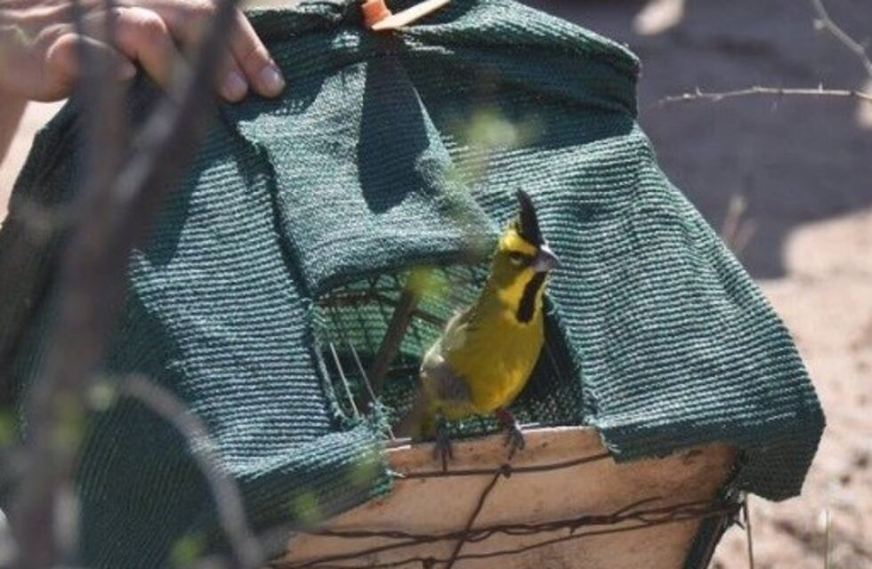 Fauna liberó aves en Alvear