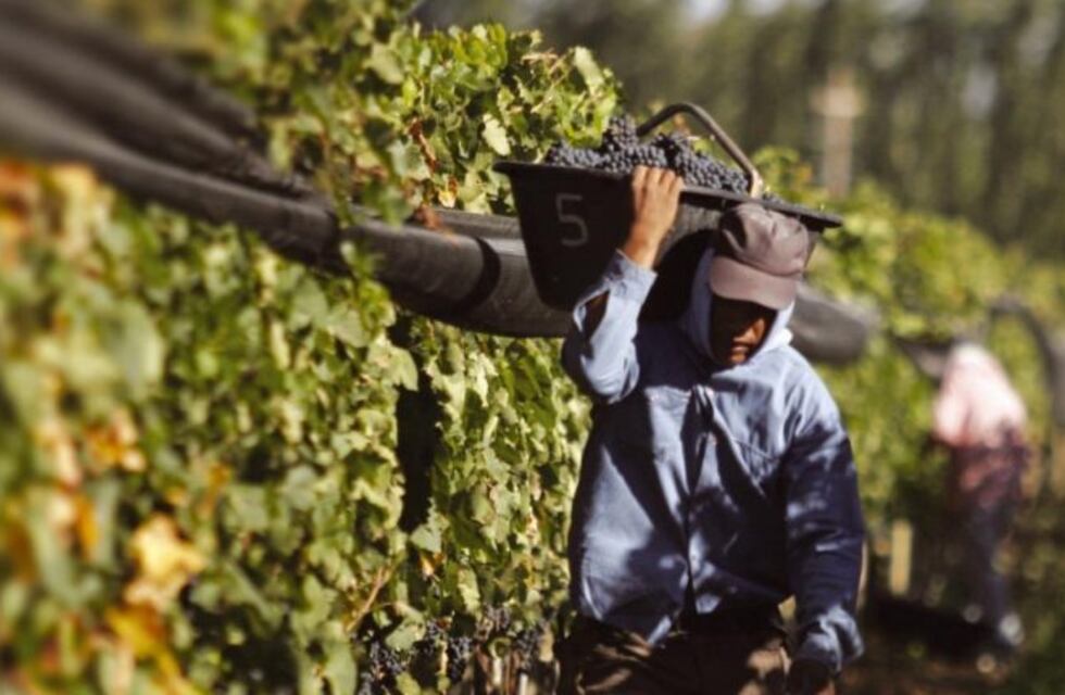 Dura situación de los viñateros y bodegueros en Mendoza