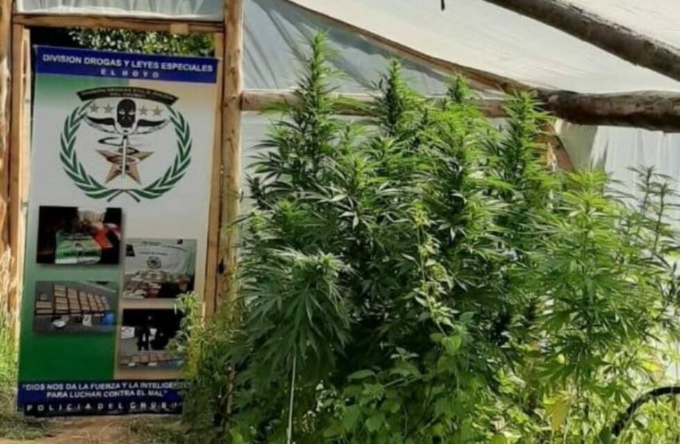 Allanaron y secuestraron más de 20 plantas de cannabis en El Hoyo