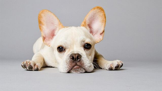 La triste razu00f3n por la que no deberu00edas comprar estas razas de perros\u002E