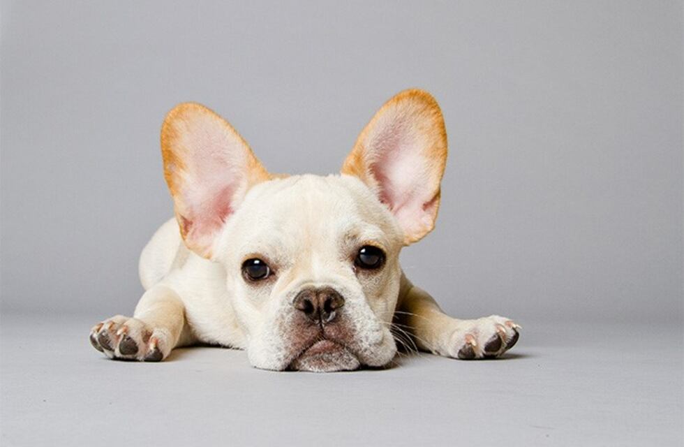 La triste razón por la que no deberías comprar estas razas de perros