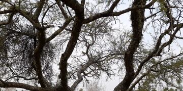 Dia del Arbol - Pueblo Belgrano\nCrédito: PGB