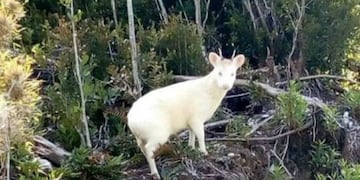 El avistamiento de un extraño animal hace furor en Chile