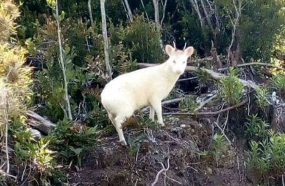 El avistamiento de un extraño animal hace furor en Chile