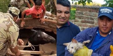 Rescataron un caballo y un gato que estaban atrapados en un pozo con agua en Entre Río