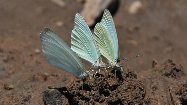 Los pirpintos invadieron Salta y causan sensación.