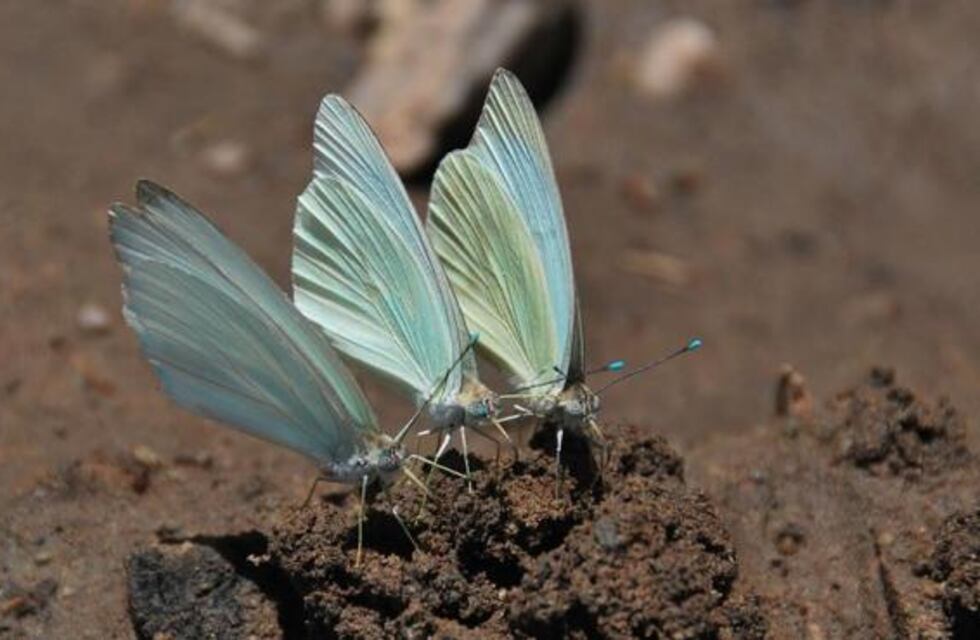 Los pirpintos son los protagonistas del verano salteño