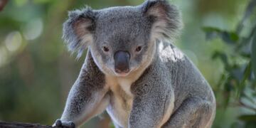 Koalas