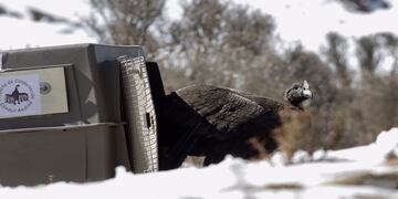 El joven ejemplar de cóndor andino fue rescatado en Puente del Inca y liberado, totalmente rehabilitado, en el Parque Provincial Cordón del Plata. Gobierno de Mendoza