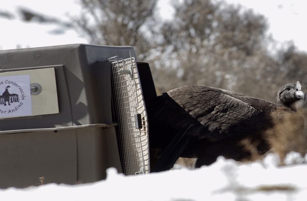 Liberaron en un área protegida al cóndor andino rescatado en Puente del Inca