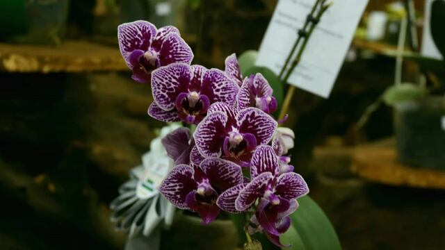 Montecarlo se prepara para la mayor fiesta de orquídeas del país.