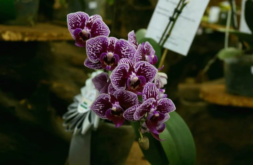 Montecarlo se prepara para la mayor fiesta de orquídeas del país