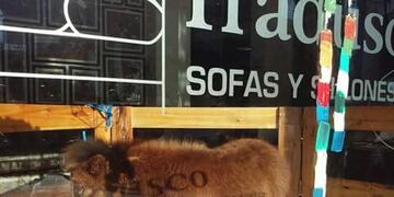 Pony en la vidriera de una muebleria