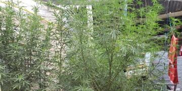 Incautaron plantas de cannabis, de entre 1,20 y 2,90 metros de altura, en Lavalle\u002E