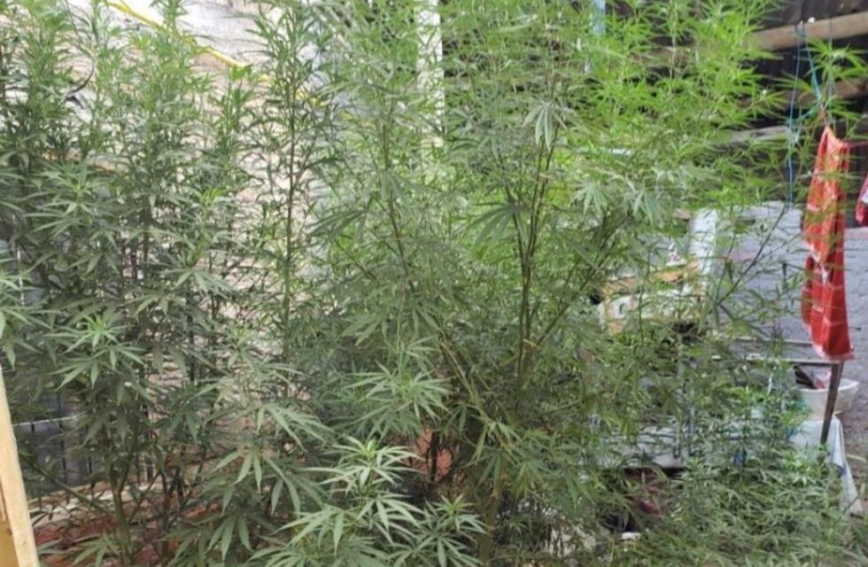 Destruyeron un invernadero de marihuana