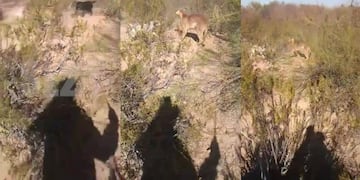 El animal fue rodeado por los agresores y unos perros\u002E (SL24)