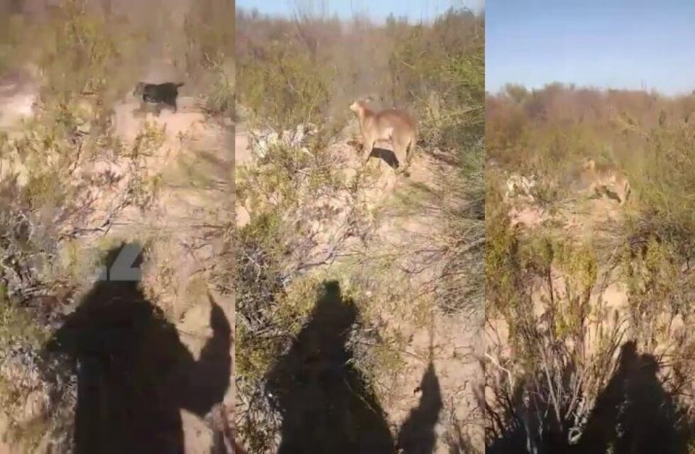 Repudian el video viral del ataque a palazos para matar un puma en las islas