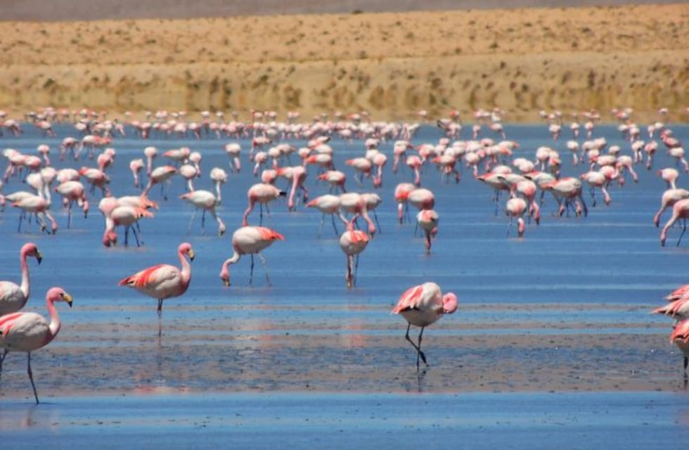 Confirman influenza aviar en aves silvestres en Jujuy