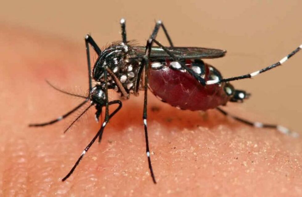 Confirman un caso importado de dengue en Rosario