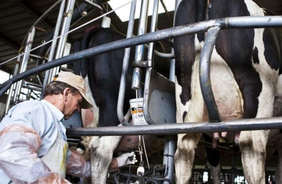 Cerraron 500 tambos santafesinos en los últimos dos años
