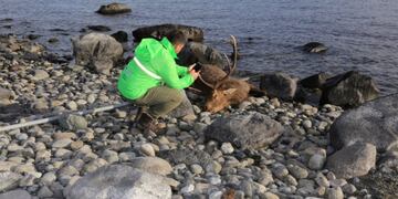 Hallaron un ciervo colorado muerto en las costas del Nahuel Huapi\u002E