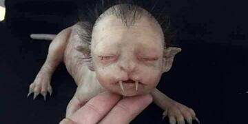 La extraña criatura que aterroriza a Malasia\u002E