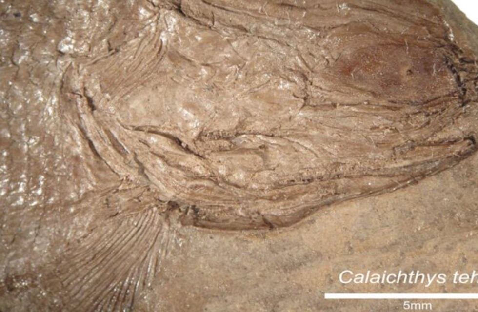 Hallan en Mendoza fósiles de un pez de más de 240 millones de años