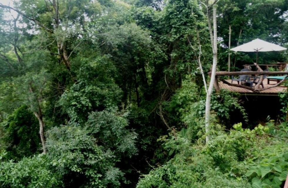Ciencias Forestales: Misiones cuenta con laboratorios propios que estudian nuestra tierra