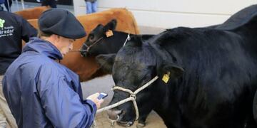 En la Exposición Rural se mostrarán los mejores ejemplares\u002E Foto: NA