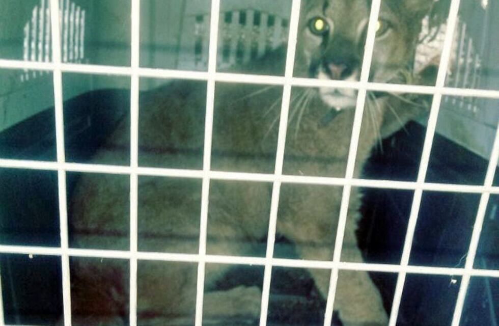 Rescataron a un puma en cautiverio en Villa María