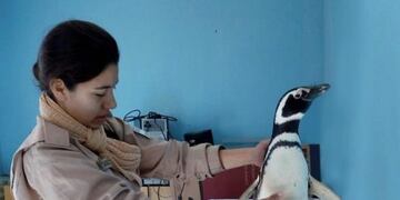 Pinguinos rescatados por Prefectura Naval Argentina