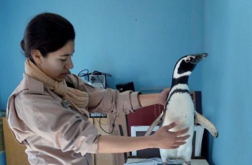 Prefectura devolvió al mar tres pingüinos rehabilitados