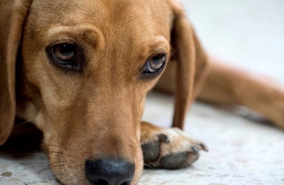 Se viraliza en las redes el video de una mujer platense ahorcando a su perro