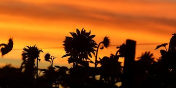 Girasoles al atardecer - Ramiro Bustinza