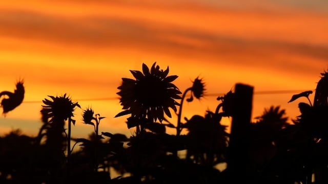 Girasoles al atardecer - Ramiro Bustinza