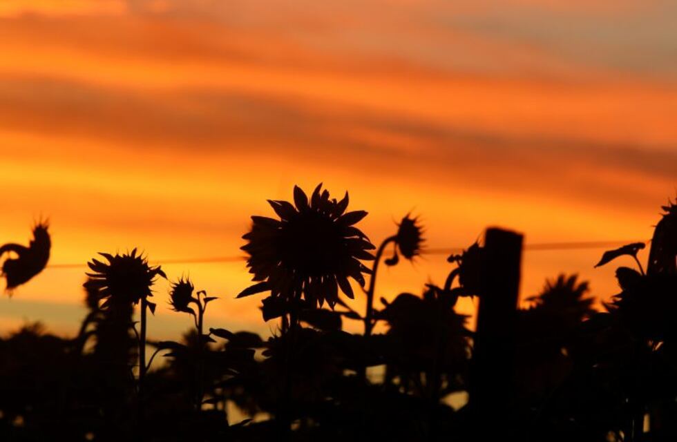 Mercado de Chicago vs Mercado de Rosario