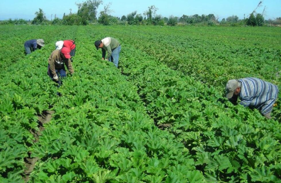 Previsiones de la cosecha: una falta de personas en Australia, frente a una excelente temporada de frutas y verduras