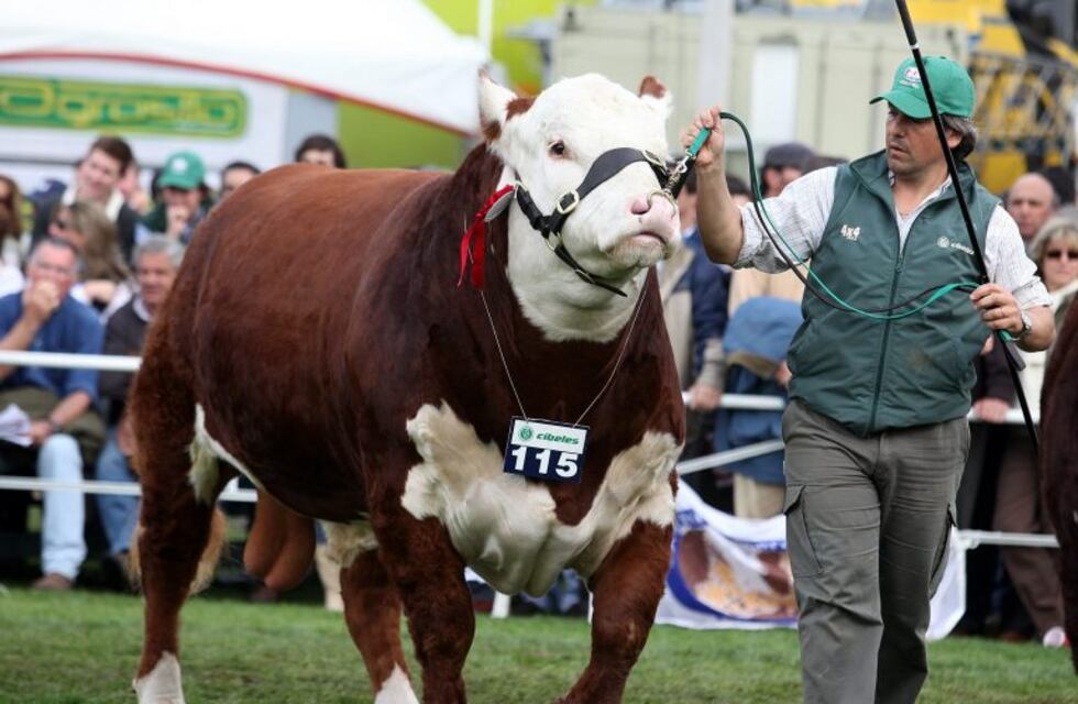 Tierra del Fuego abrirá un laboratorio de genética ganadera