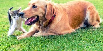Perro y gato