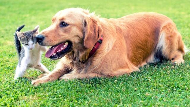 Perro y gato