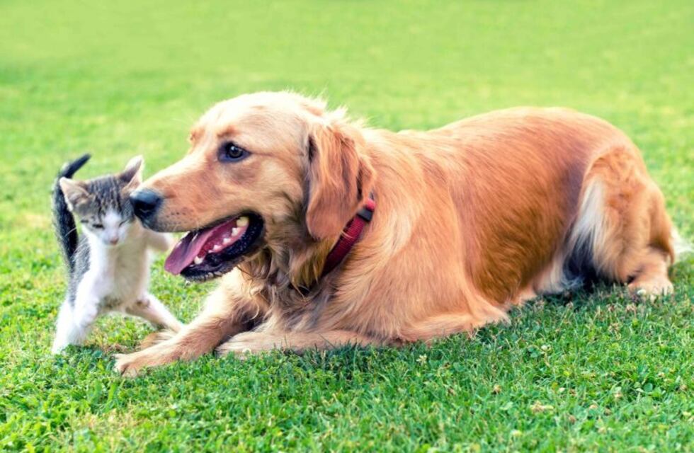La inesperada reacción de un perro callejero al encontrarse con cinco gatitos abandonados