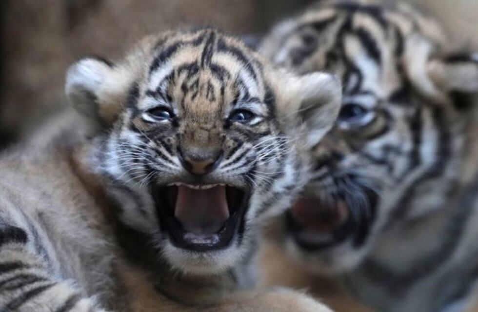 Nacieron dos tigres malayos, una especie en peligro de extinción
