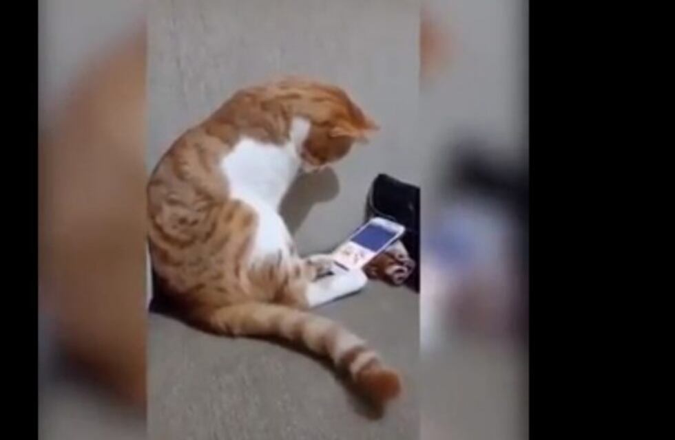 La conmovedora reacción del gato que ve un video de su dueño muerto