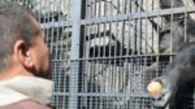 Polu00e9mica por la custodia de la Chimpancu00e9 Cecilia.