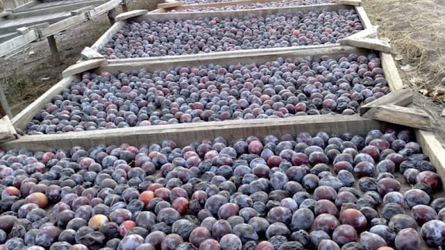 Sercadero de ciruelas en Mendoza.